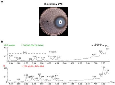 Biological control of potato common scab and growth promotion of potato by Bacillus velezensis Y6